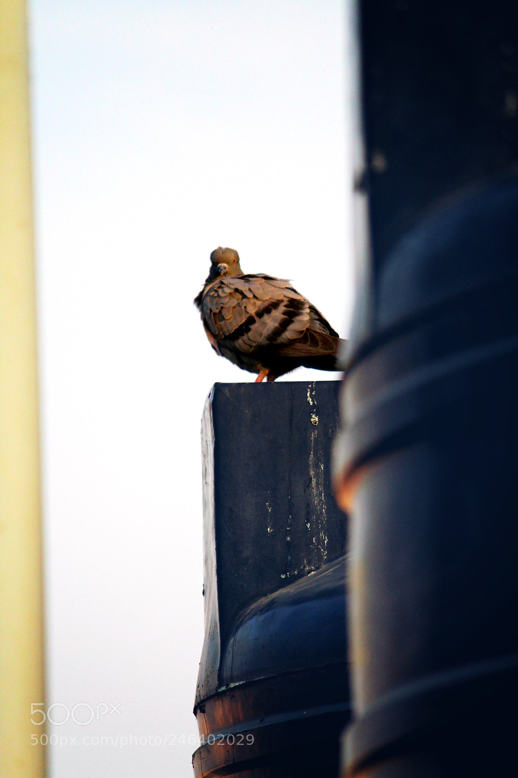 Canon EOS 1300D (EOS Rebel T6 / EOS Kiss X80) sample photo. Angry bird photography