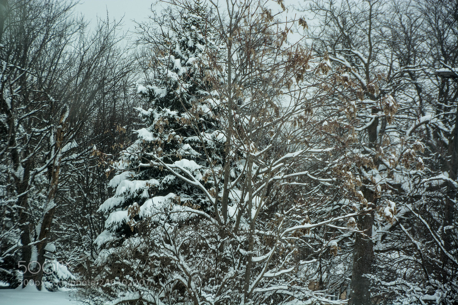 Nikon D5200 sample photo. Dsc winter february 2018 photography