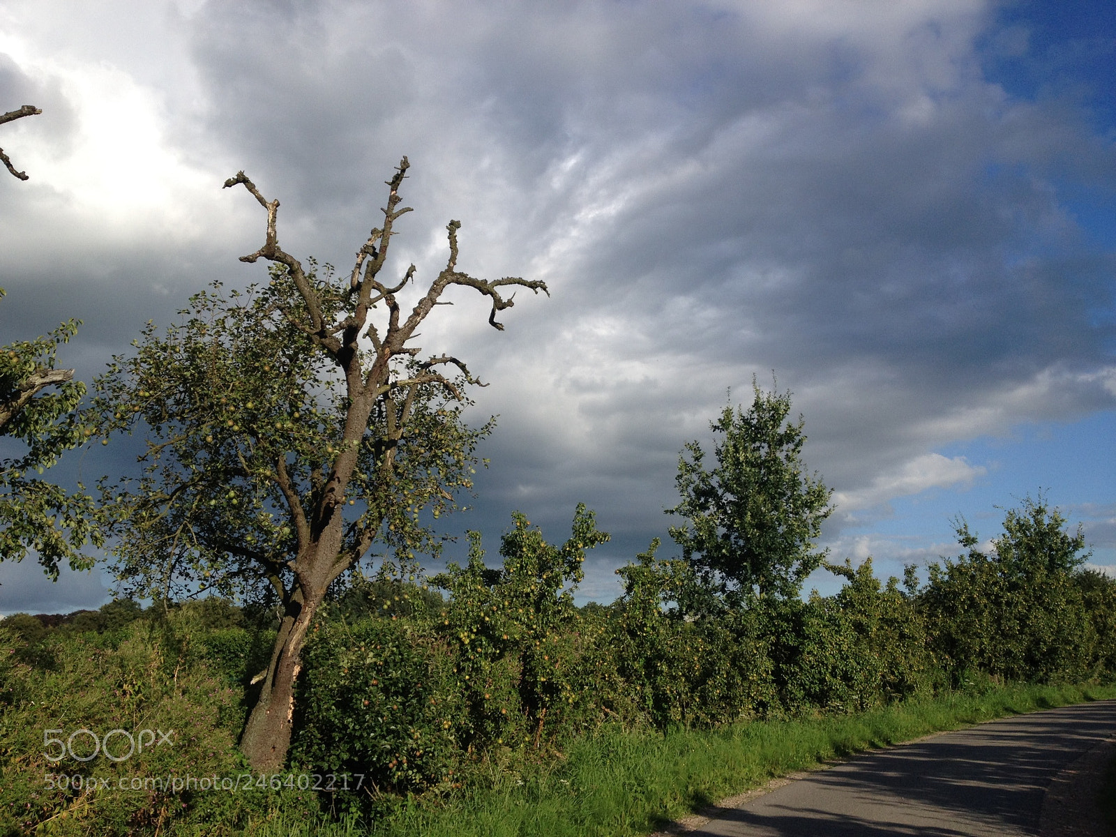 Apple iPhone 4S sample photo. Apple tree photography