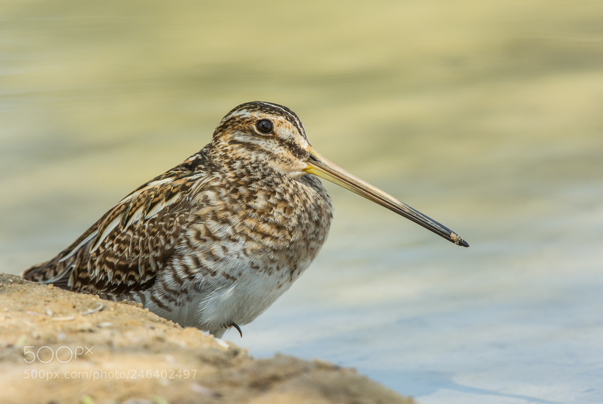 Nikon D7100 sample photo. Common snipe, al qudra photography