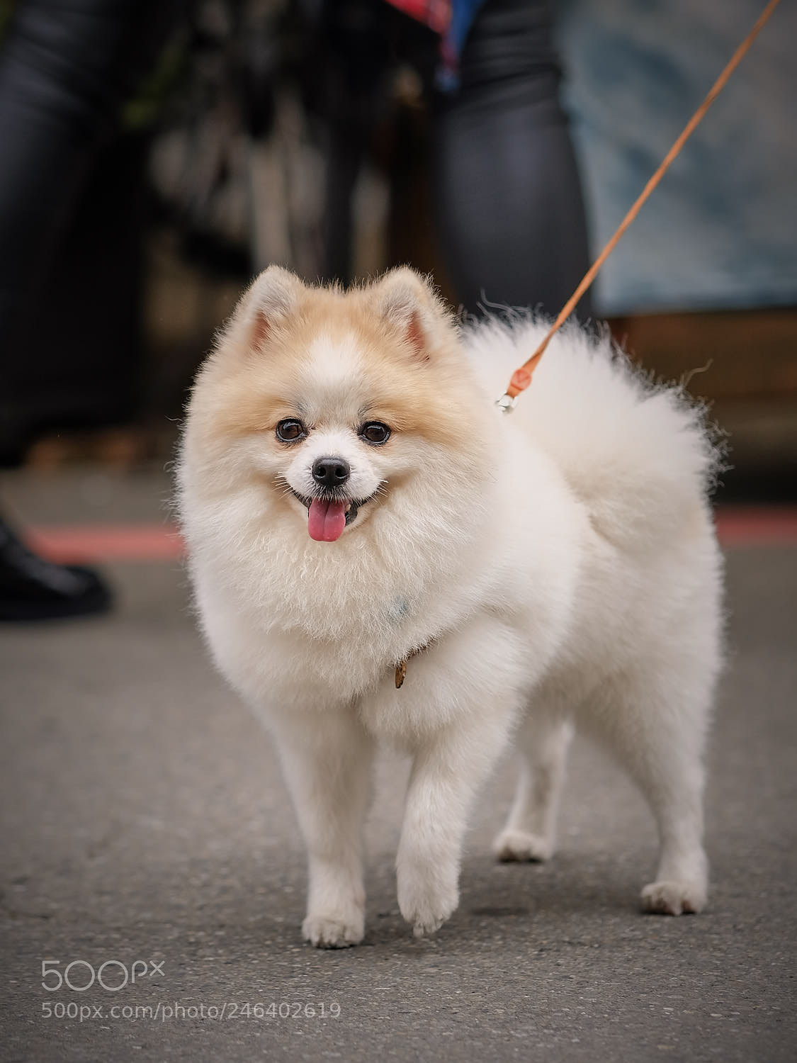 Fujifilm X-T20 sample photo. Pomerian photography