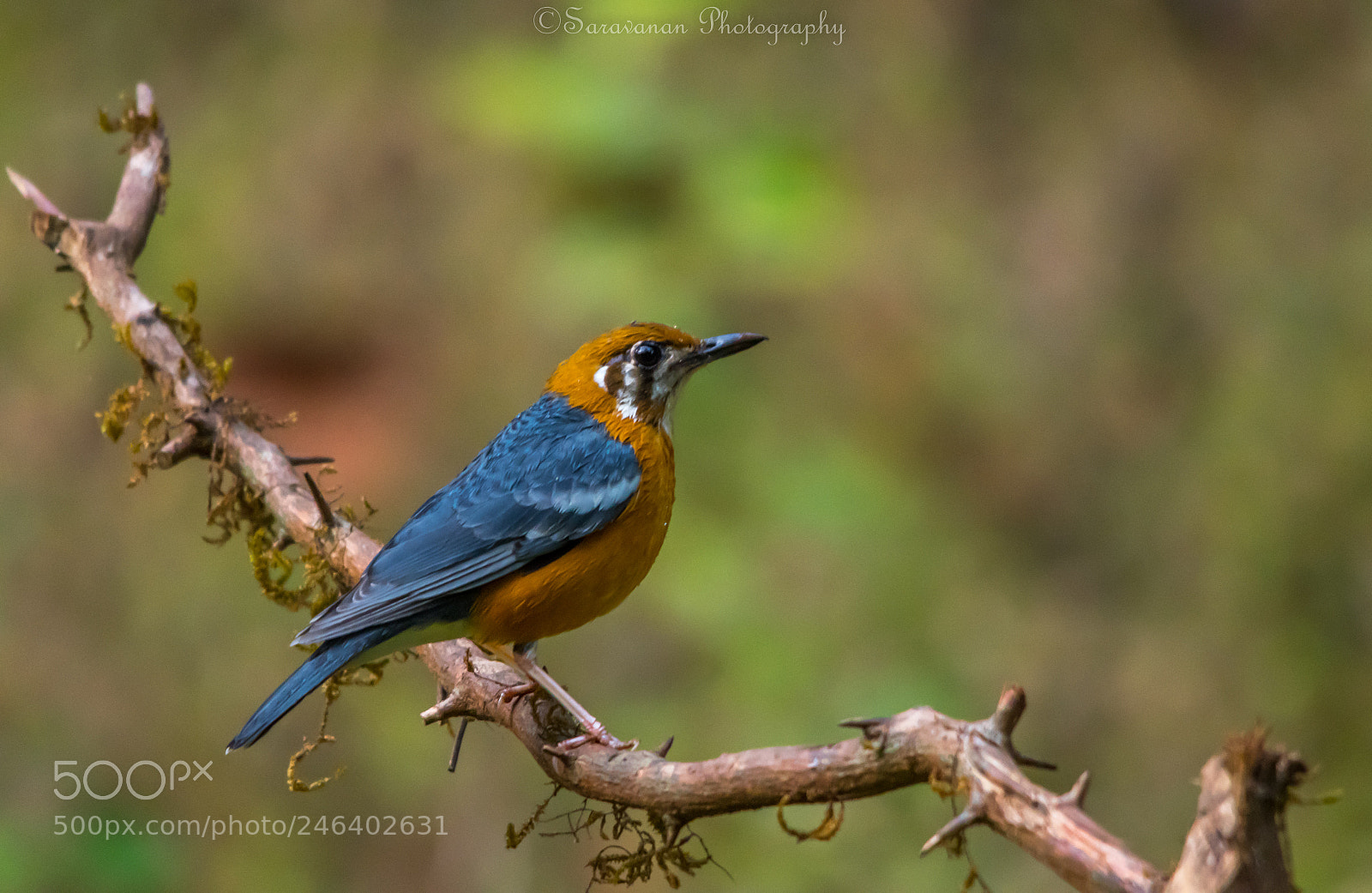 Nikon D500 sample photo. Orange headed thrush photography