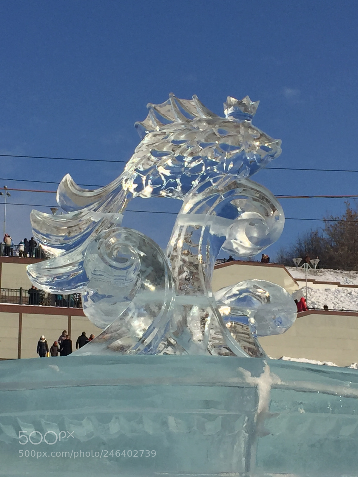 Apple iPhone 6 sample photo. Золотая рыбка photography