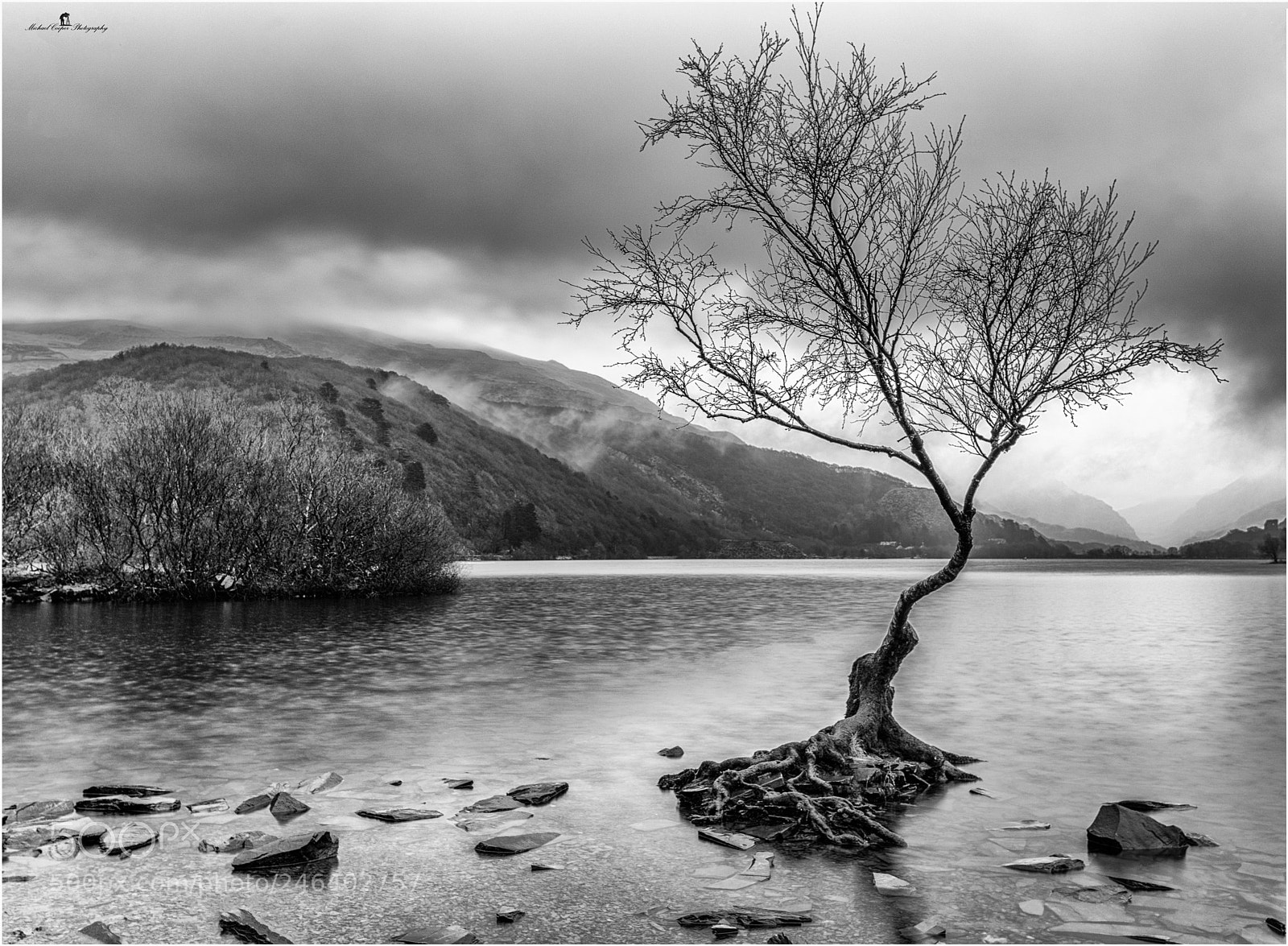 Nikon D810 sample photo. Lonely tree photography