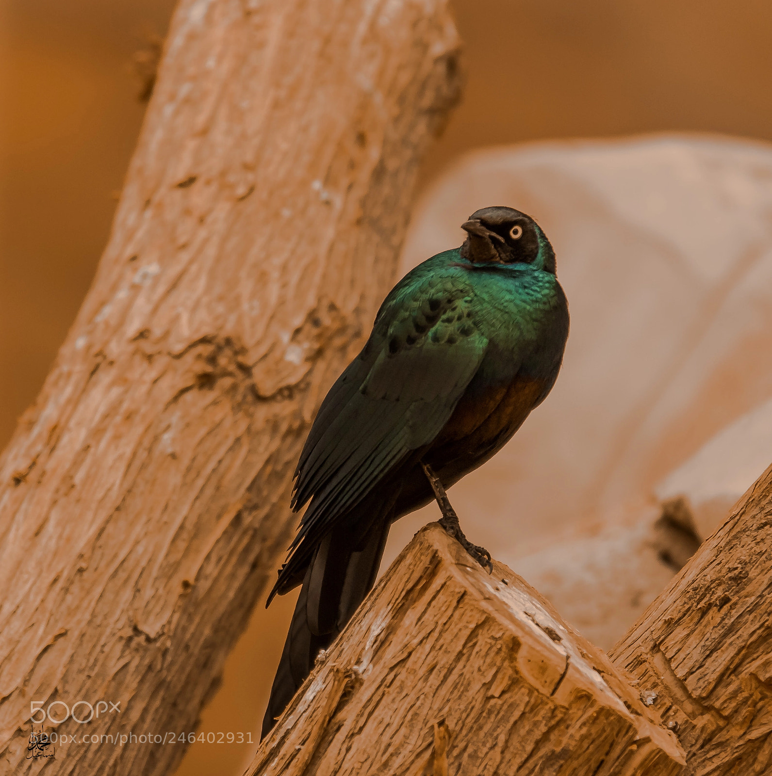Canon EOS 7D Mark II sample photo. Pa photography
