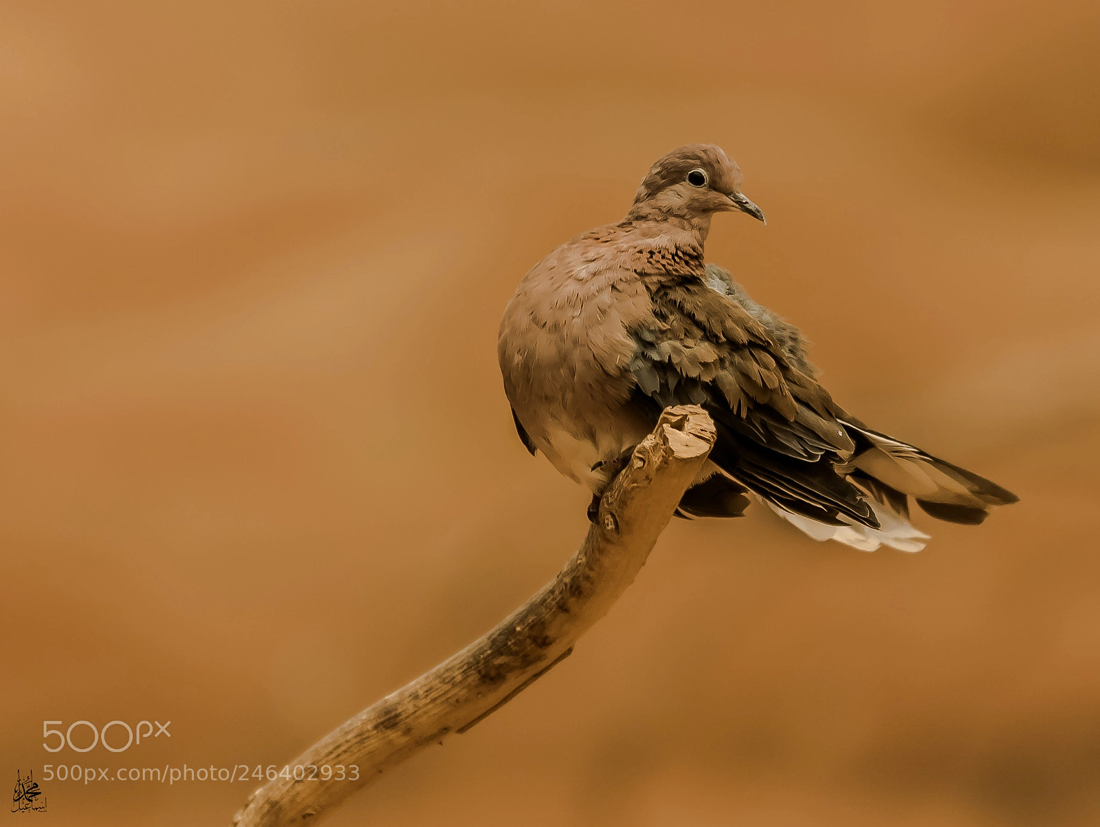 Canon EOS 7D Mark II sample photo. 0p5a8856-3.jpg photography