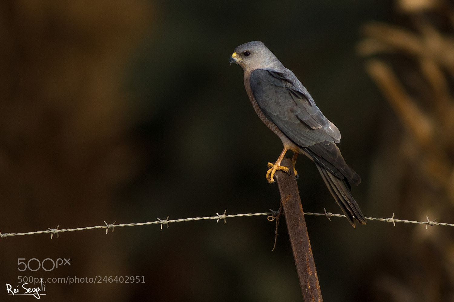 Canon EOS 7D sample photo. Levant sparrowhawk photography