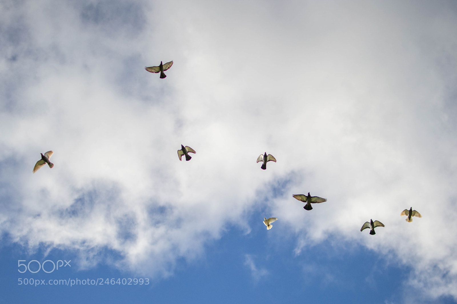 Nikon D3100 sample photo. Doves photography