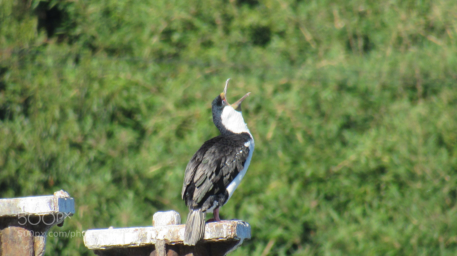 Canon PowerShot SX530 HS sample photo. Cormor n imperial- phalacrocorax photography