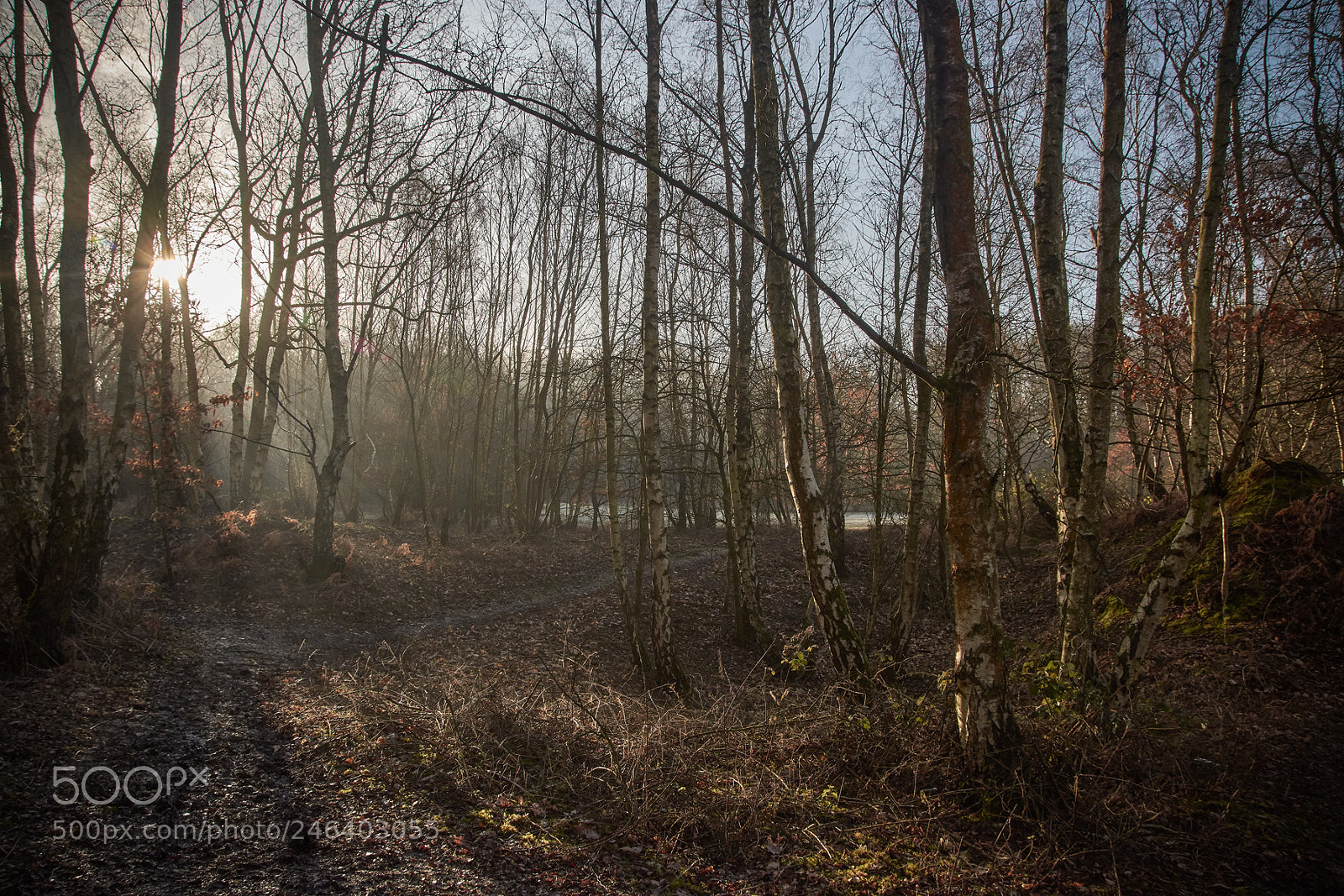 Nikon D7200 sample photo. Mardley heath morning photography