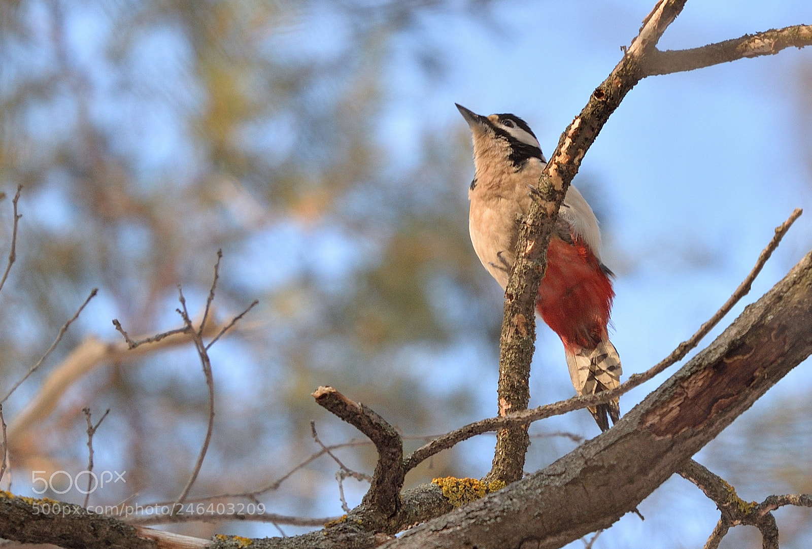 Nikon Df sample photo. Woodpecker photography