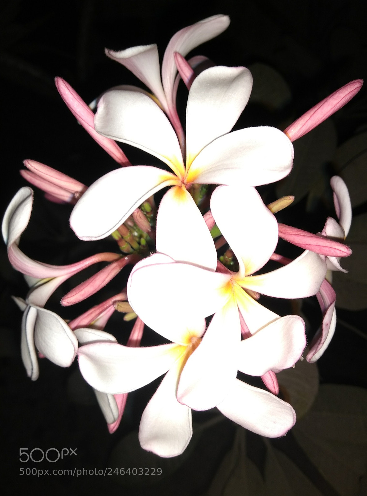 Motorola Moto G (5S) Plus sample photo. Flowers photography