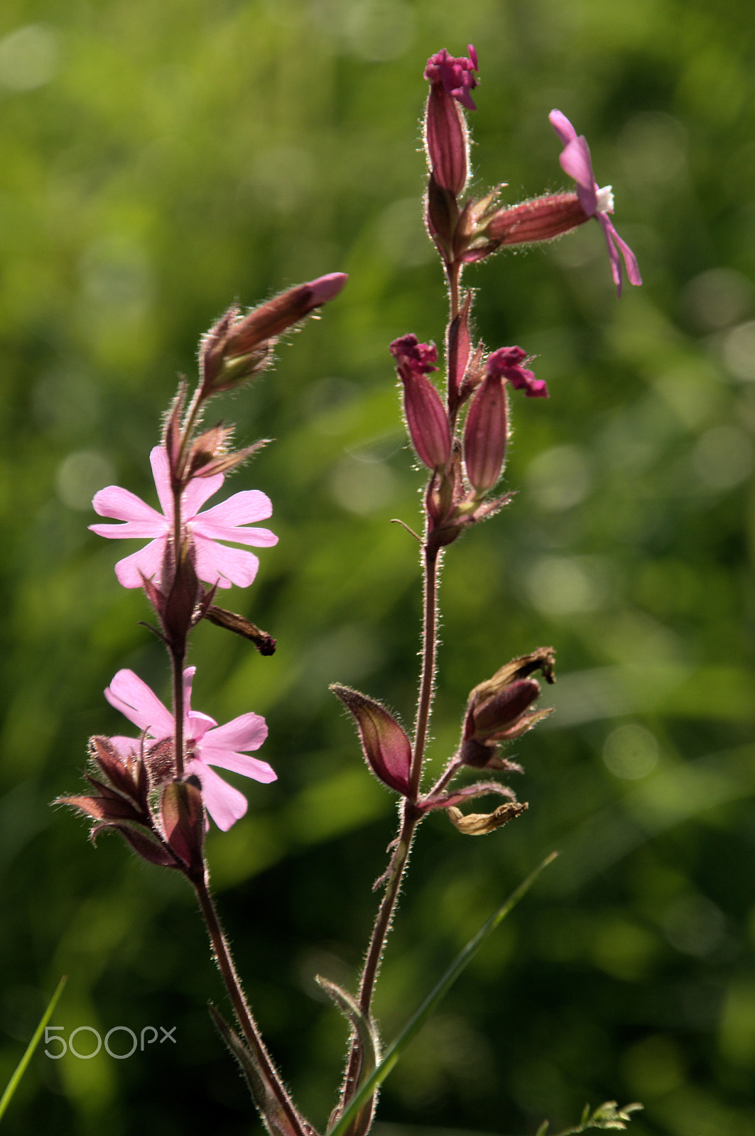 Nikon D300 sample photo. Red campion photography
