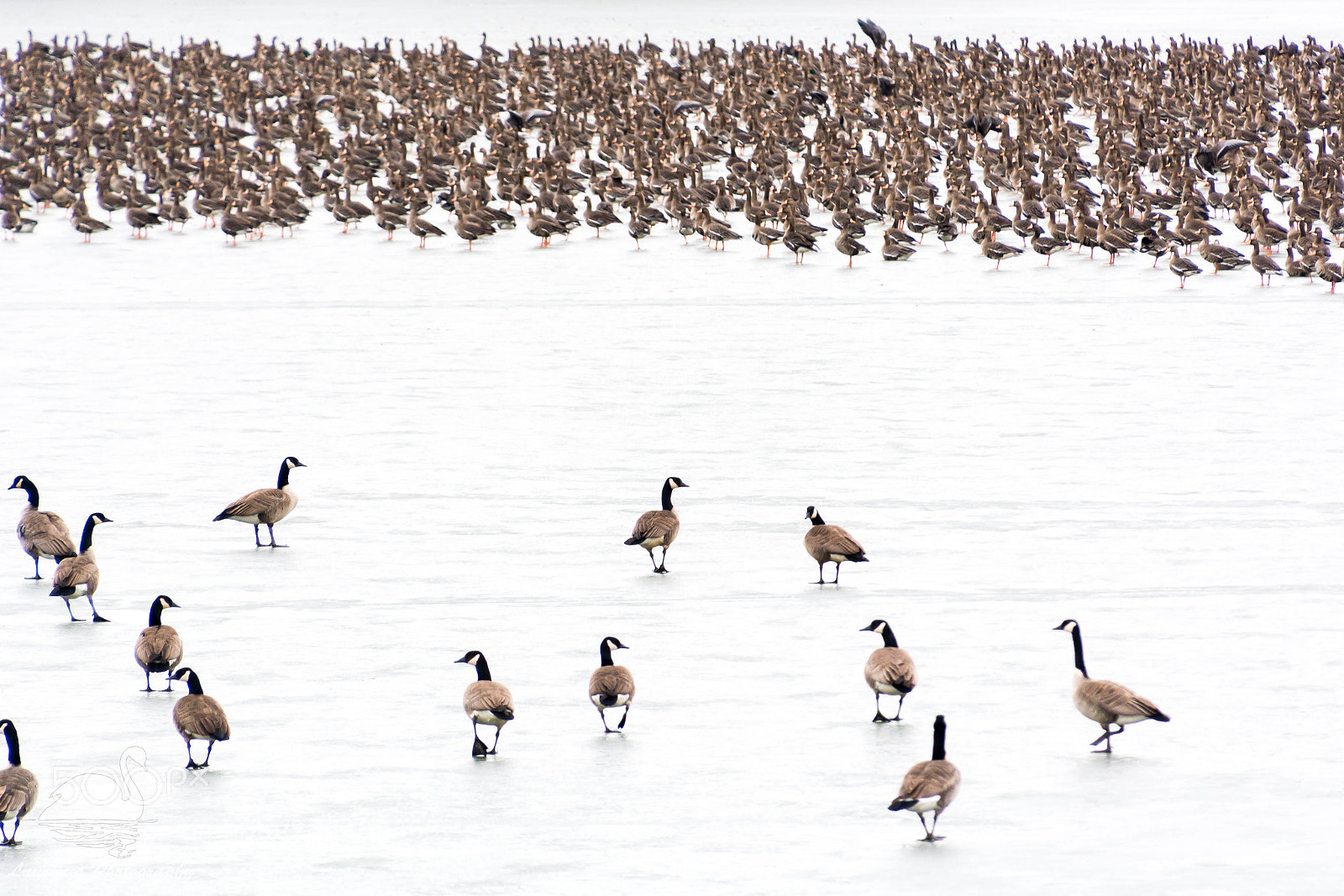 Nikon D5200 sample photo. Joining the crowd photography