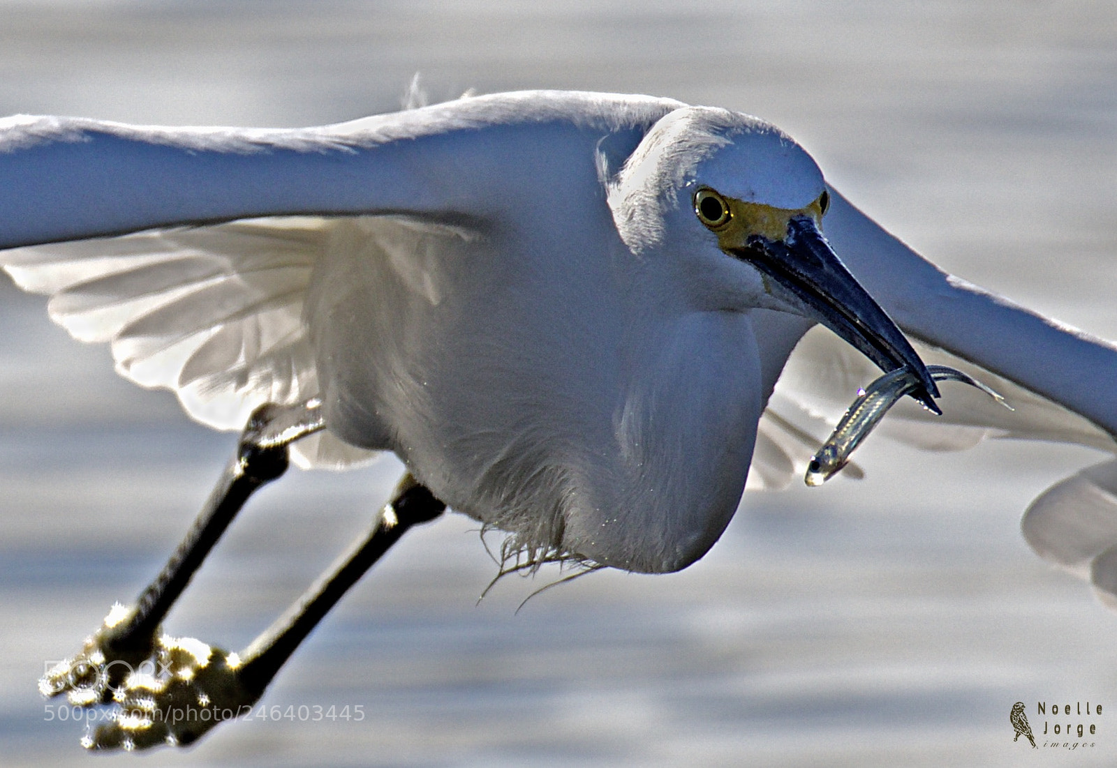 Nikon D500 sample photo. Fish to go photography