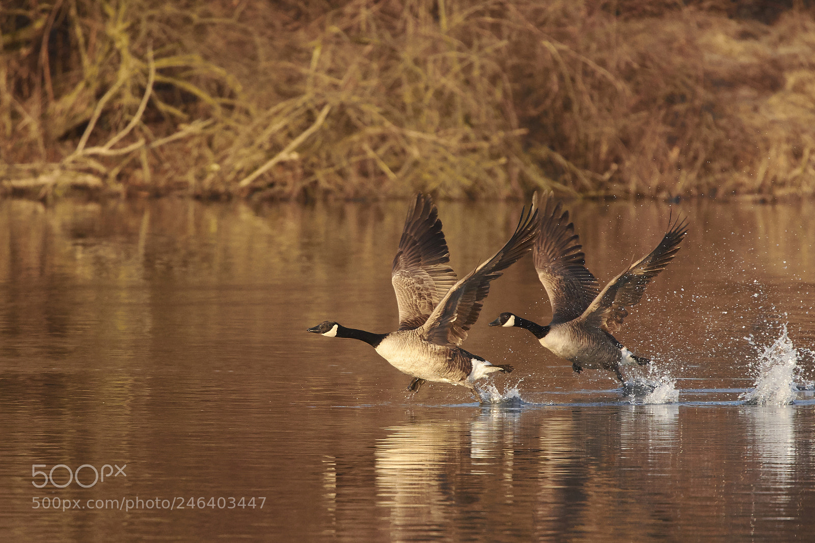 Nikon D7200 sample photo. Canada geese photography