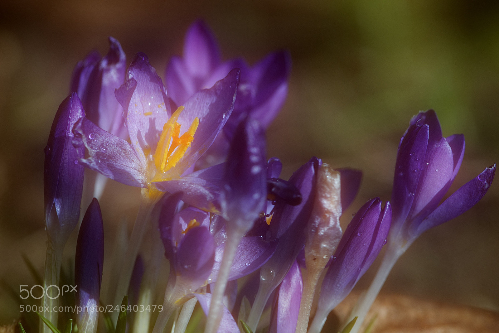Nikon D5600 sample photo. Spring photography
