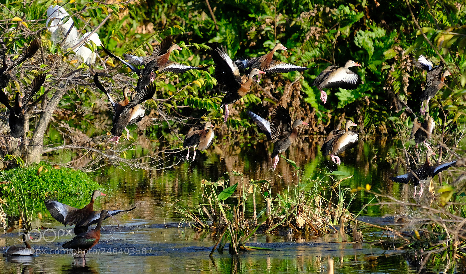 Fujifilm X-T2 sample photo. Black bellied whistling duck photography