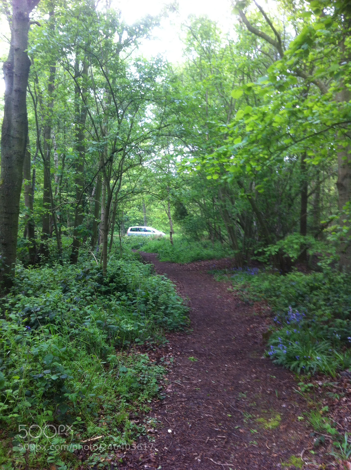 Apple iPhone 4 sample photo. Woodland walk photography