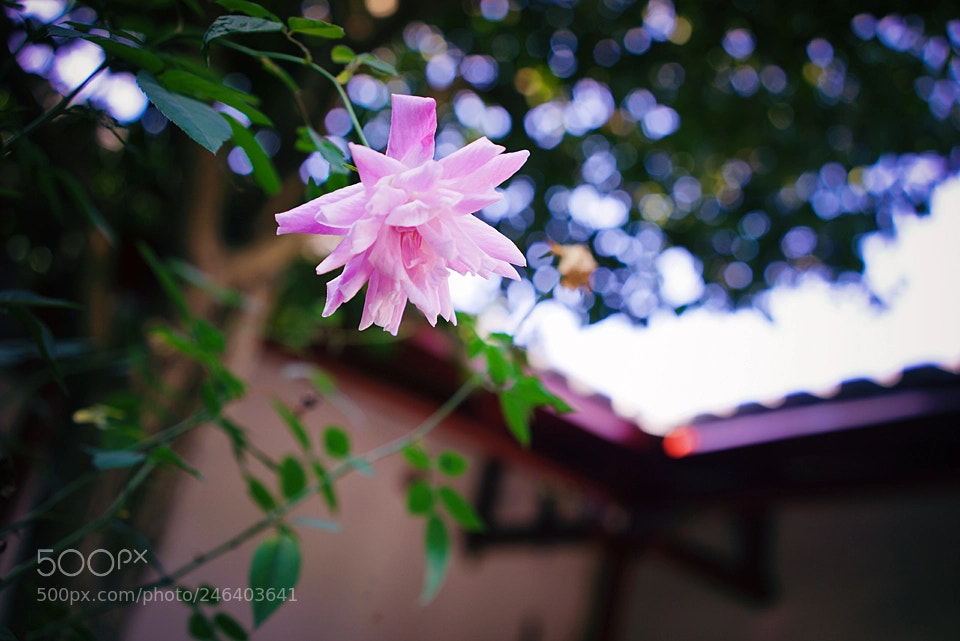 Sony a7R sample photo. 花朵 photography