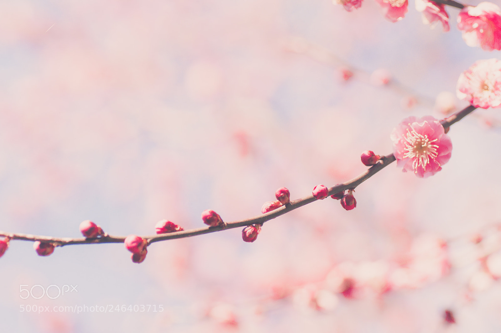 Nikon D300S sample photo. Plum branch photography
