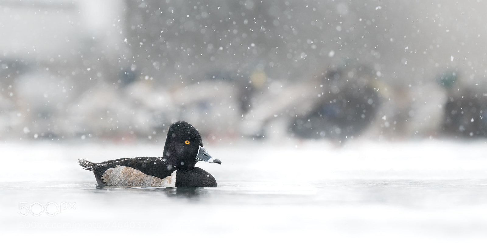 Sony a7R II sample photo. Winter wonderland photography