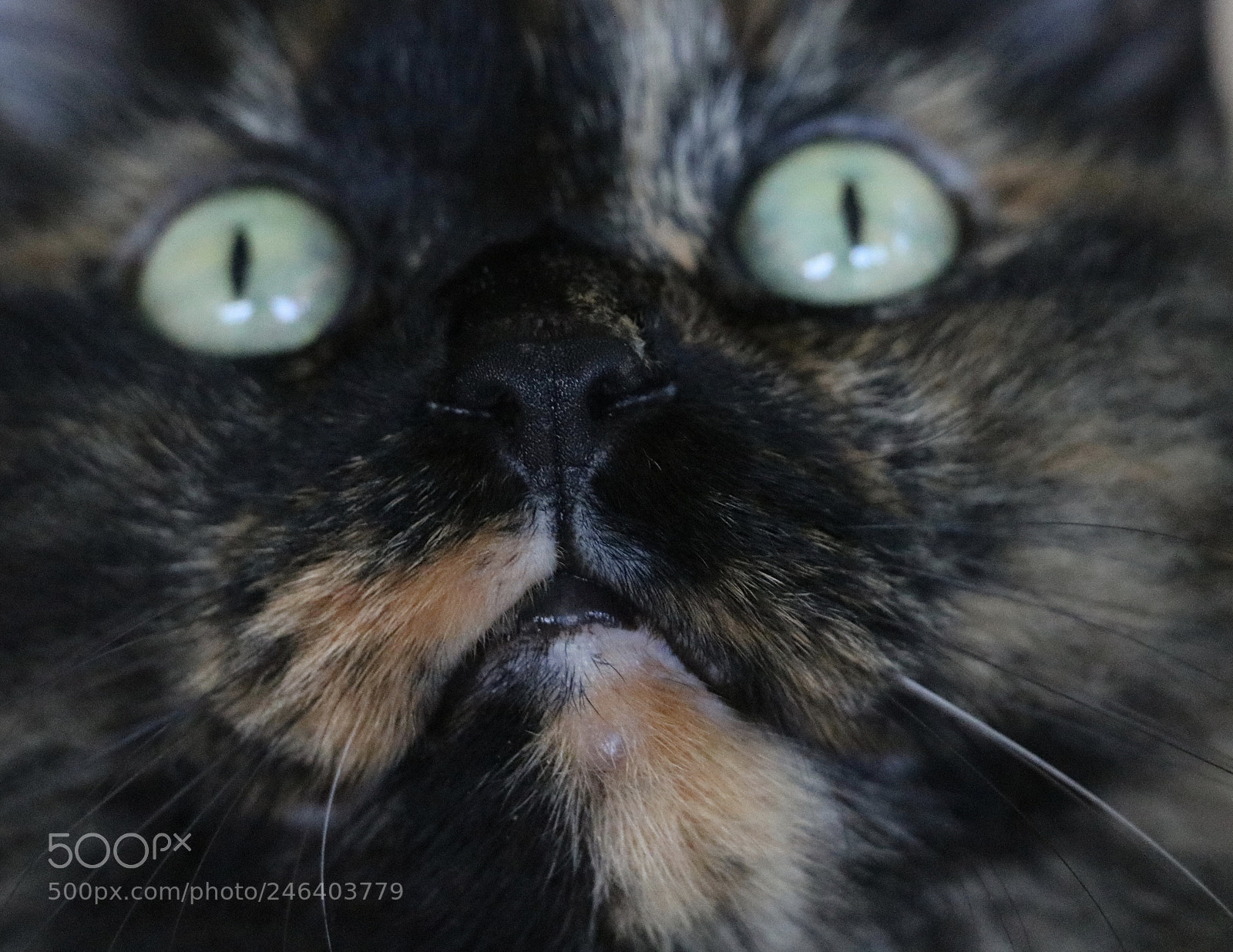 Canon EOS 750D (EOS Rebel T6i / EOS Kiss X8i) sample photo. Lovely cat photography