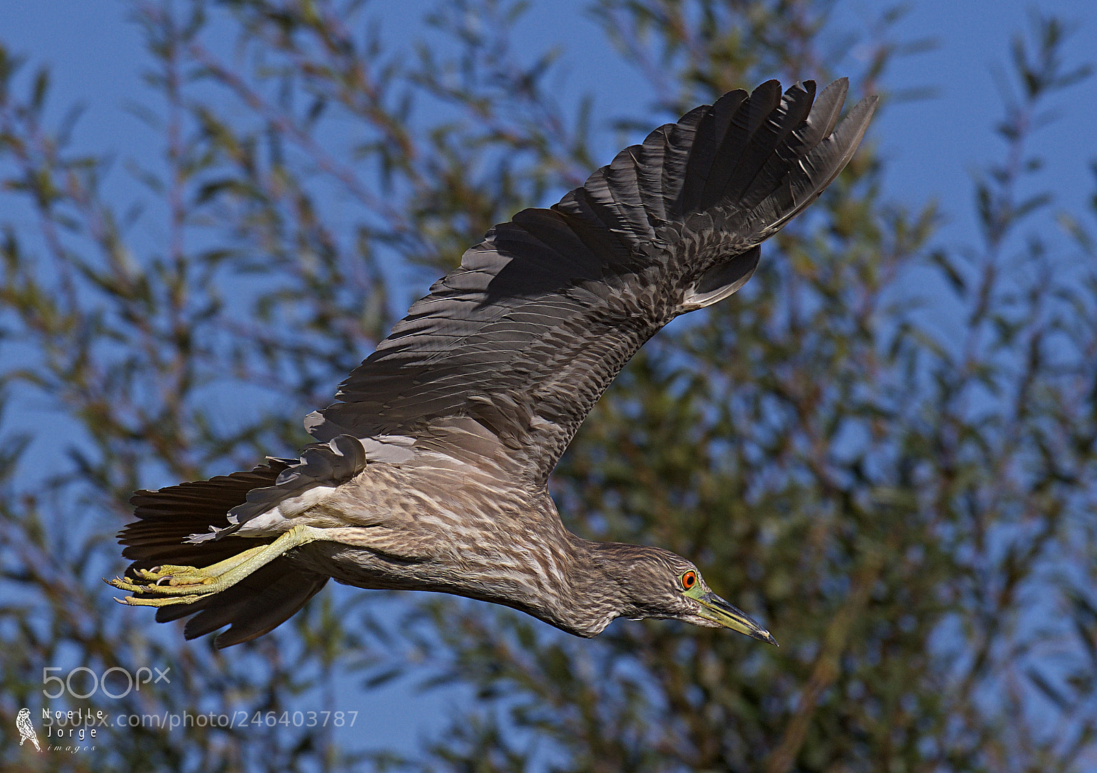 Nikon D500 sample photo. Immature black-crowned night heron photography