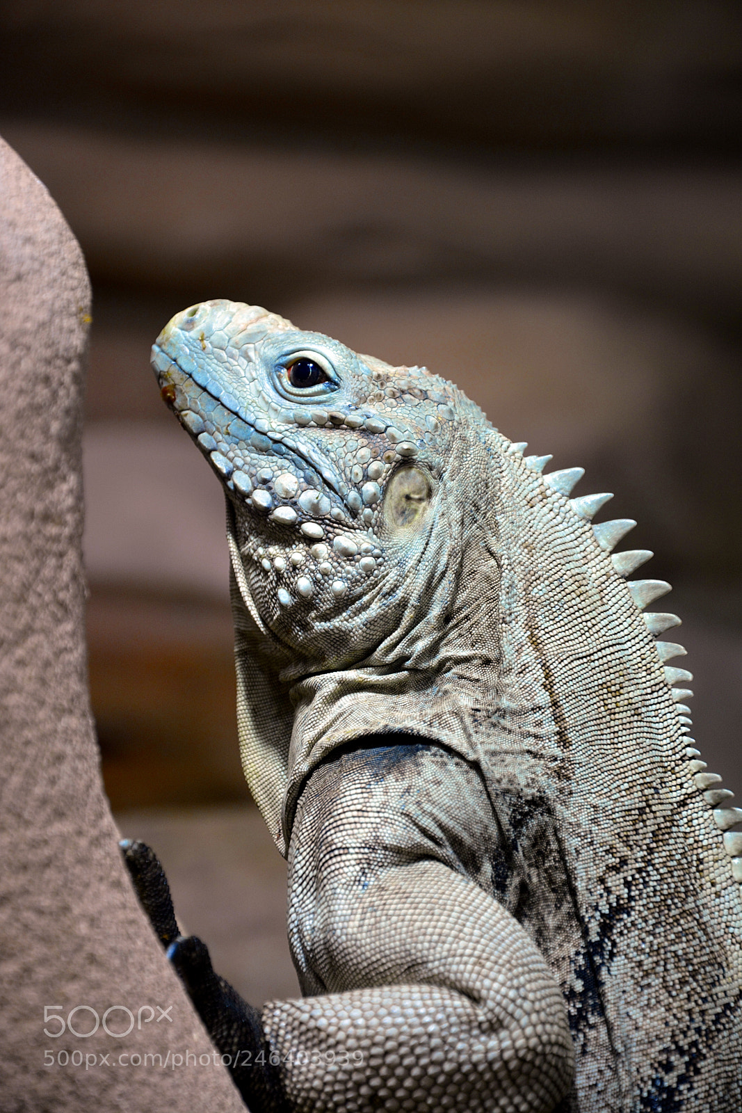 Nikon D5200 sample photo. Iguane photography