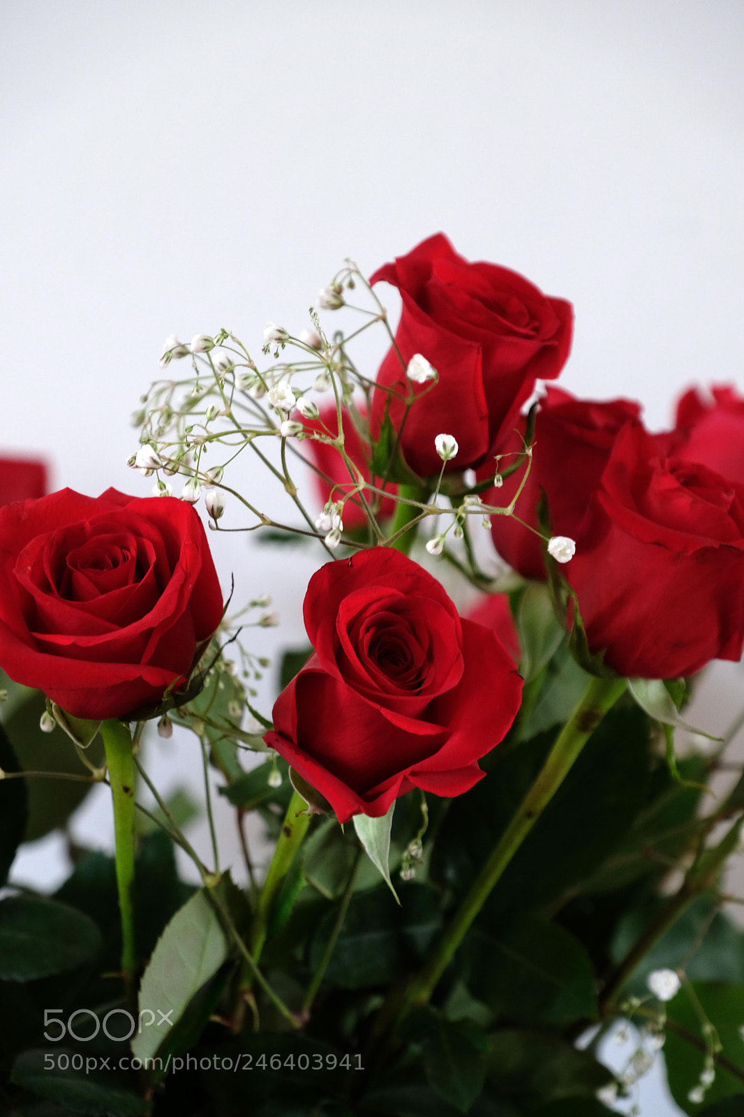 Fujifilm X-T2 sample photo. Roses forever photography