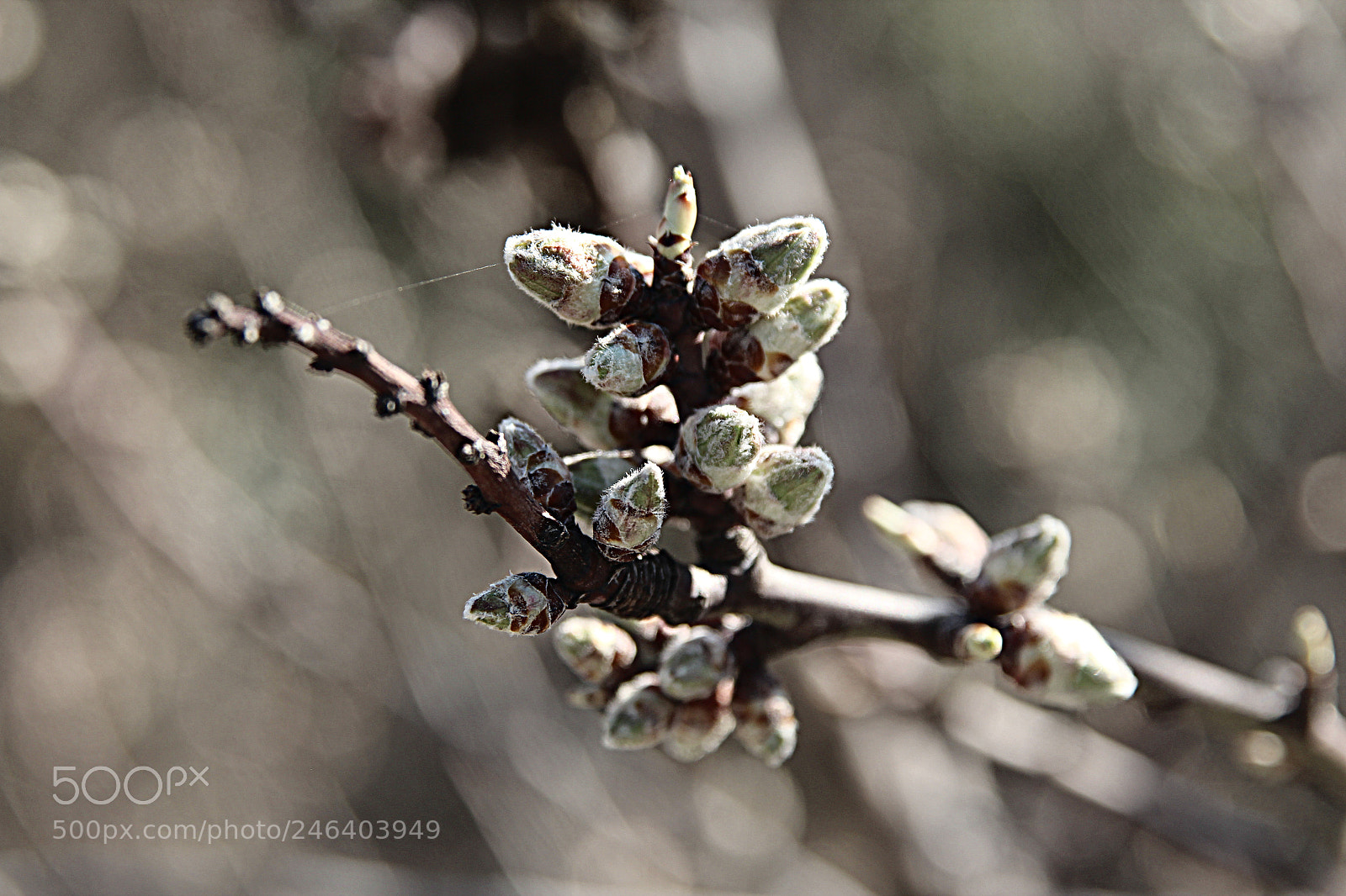 Canon EOS 600D (Rebel EOS T3i / EOS Kiss X5) sample photo. Awakening of spring photography