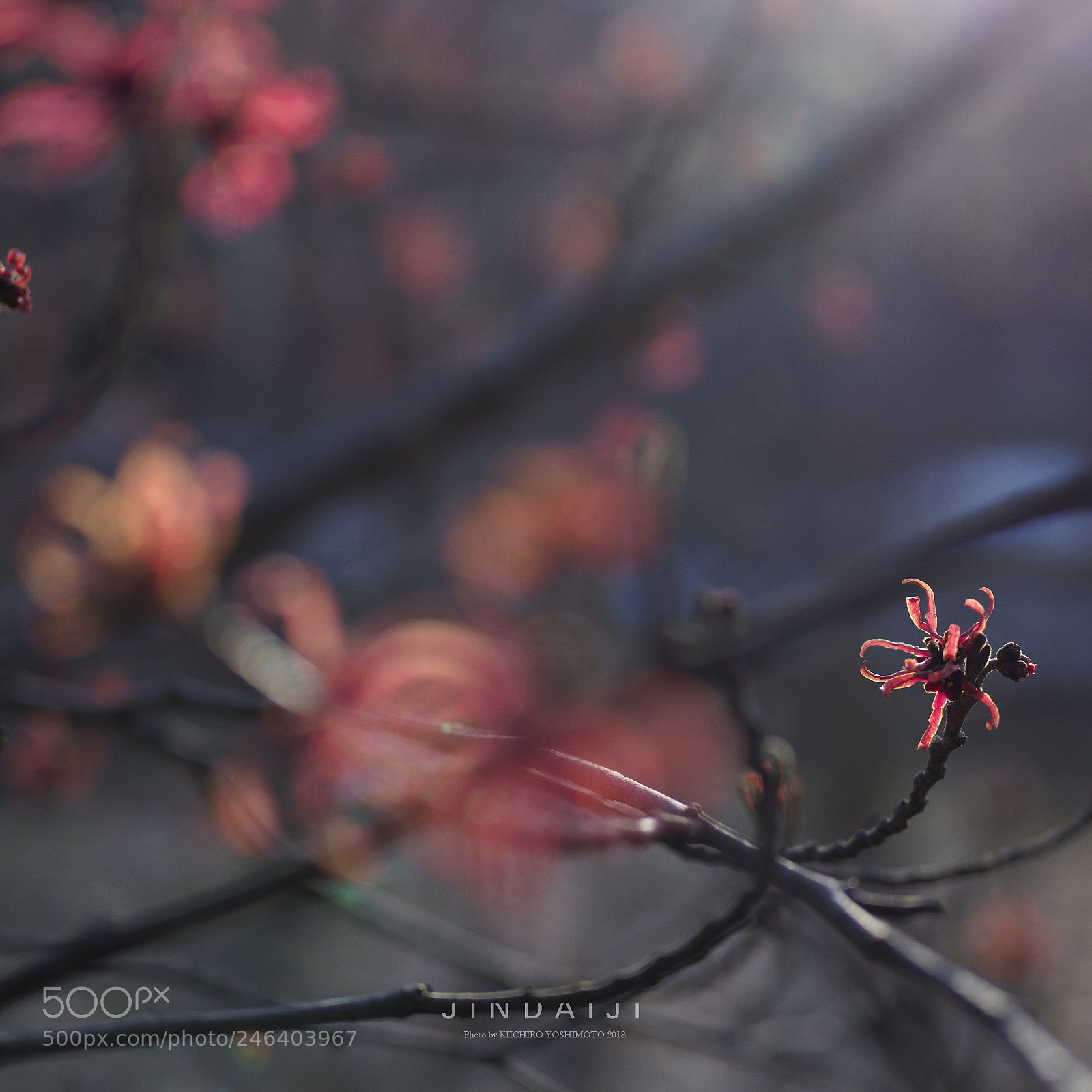 Olympus OM-D E-M1 Mark II sample photo. Hamamelisjasonica photography