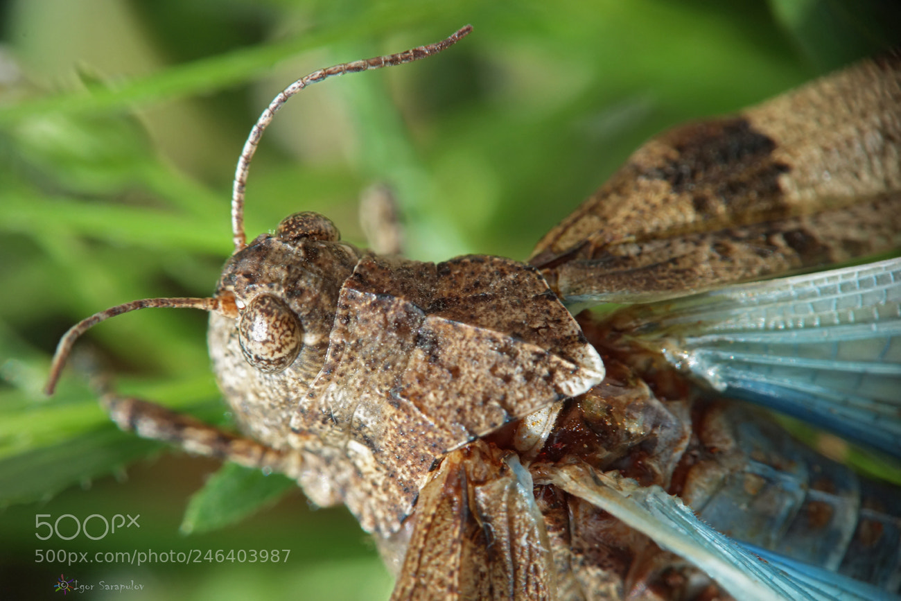 Sony Cyber-shot DSC-RX100 sample photo. Oedipoda caerulescens photography