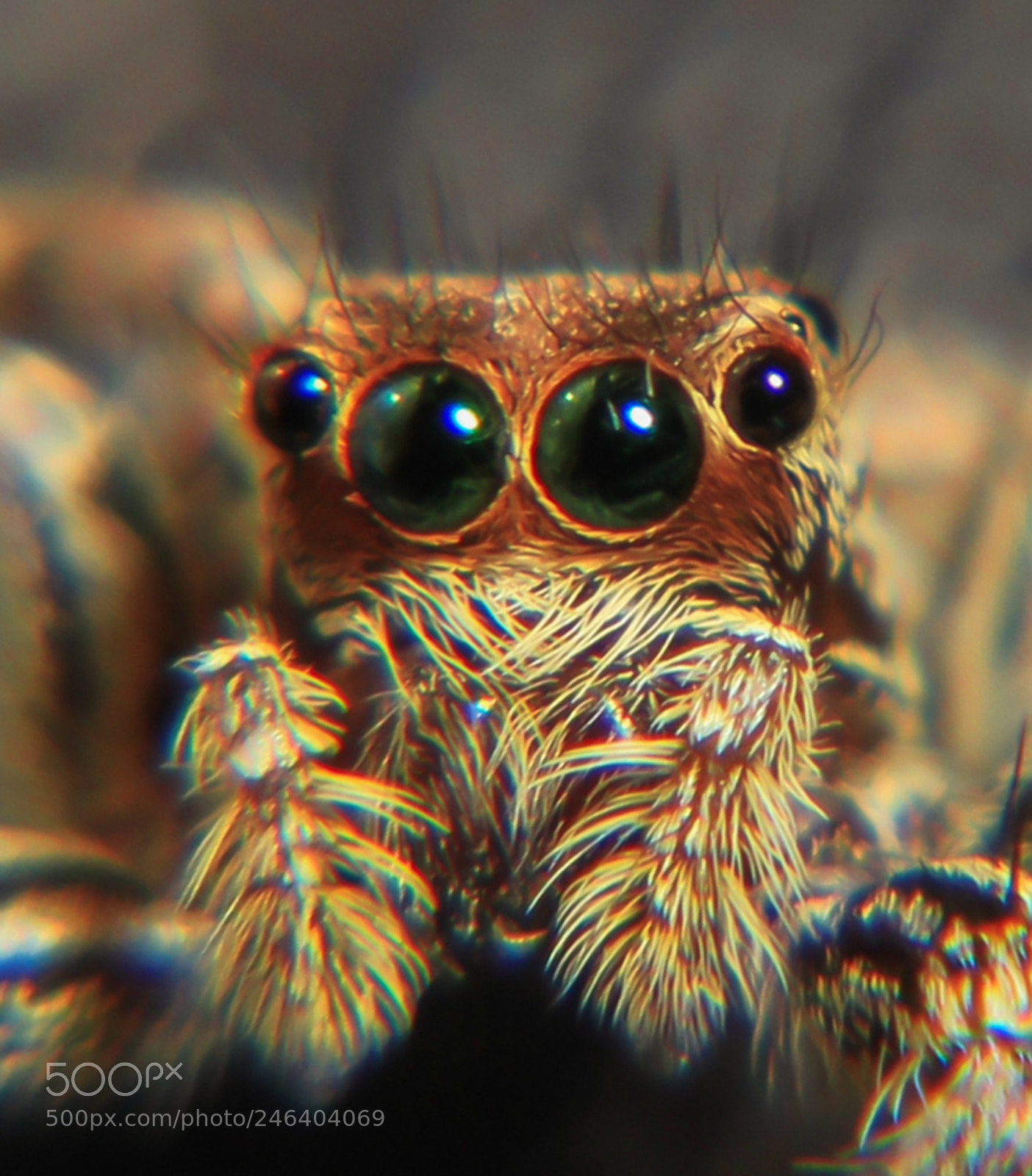 Canon EOS 7D sample photo. Monster eyes photography