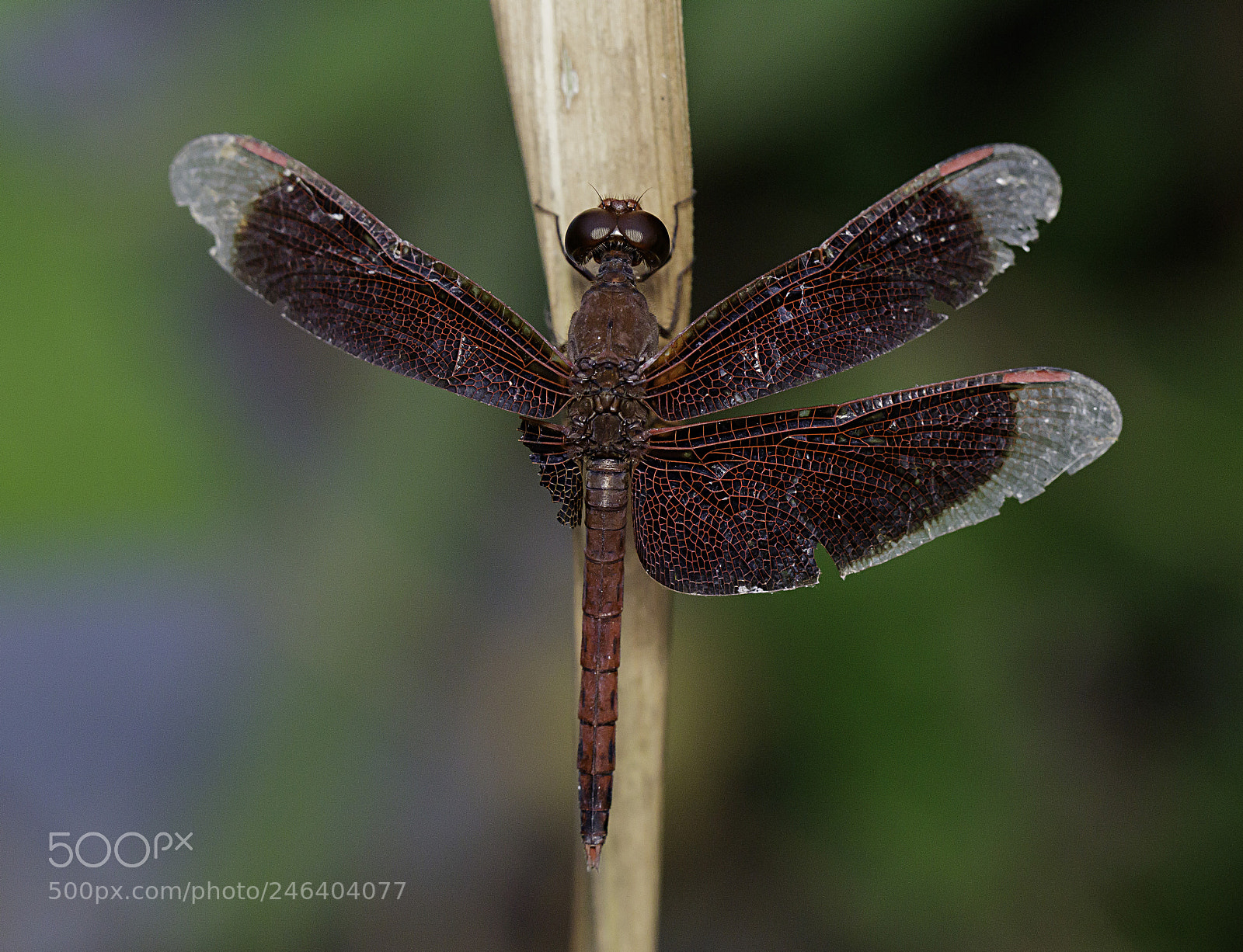Canon EOS M3 sample photo. Wings damage photography