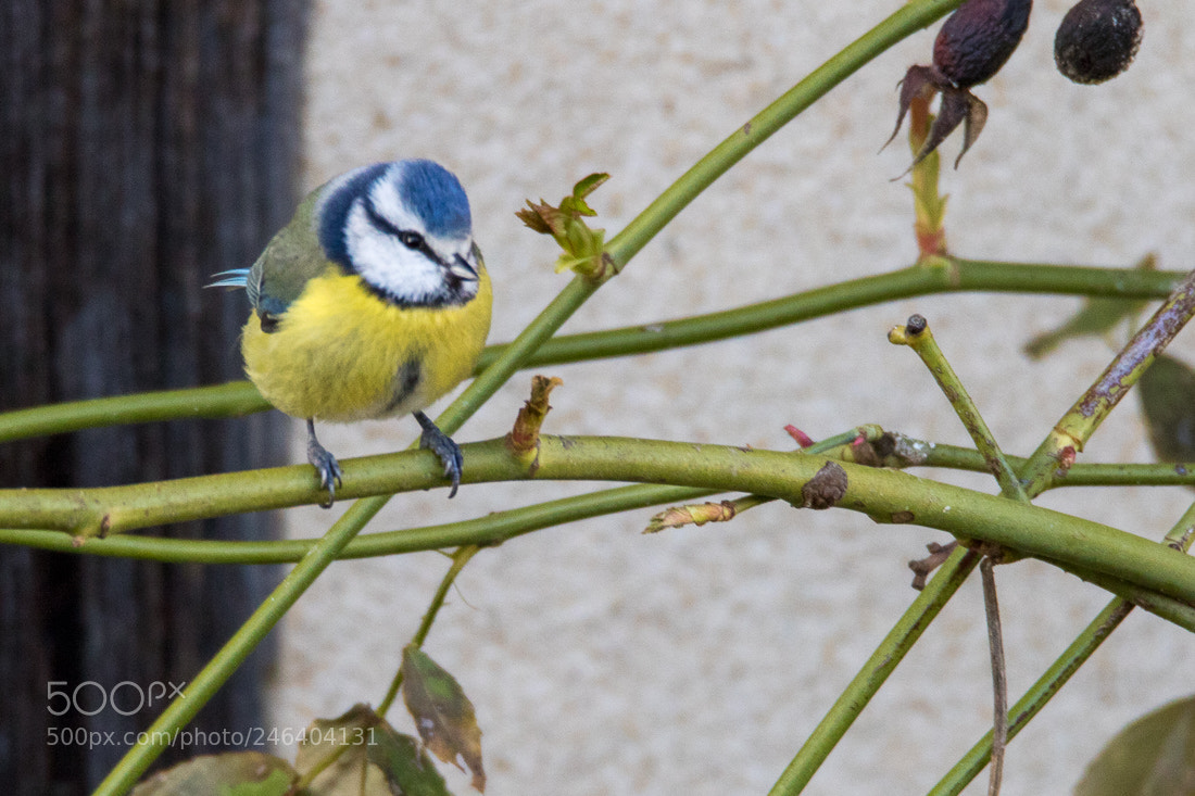 Canon EOS 7D Mark II sample photo. Blue tit photography