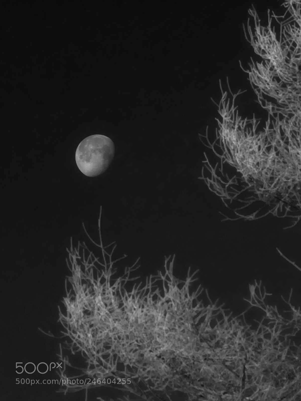 Olympus OM-D E-M1 sample photo. Moon and rime. photography