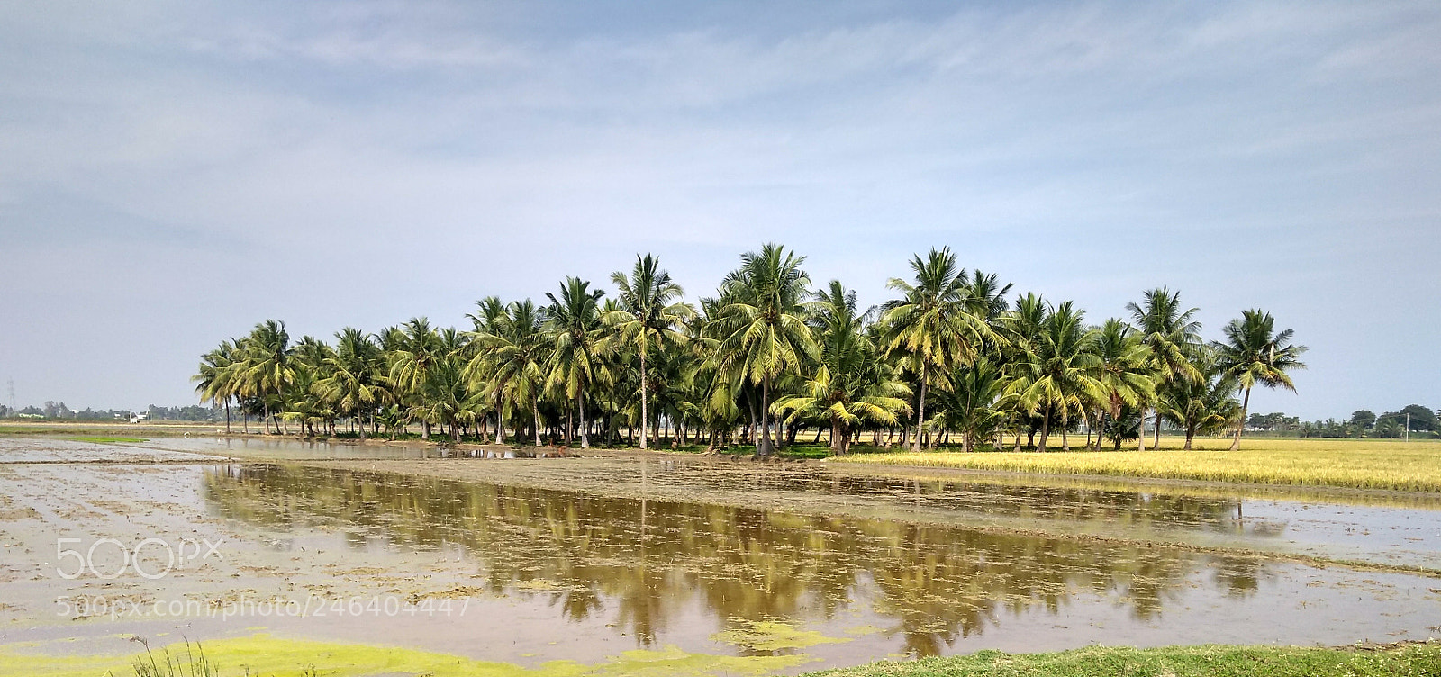 Motorola Moto G (5S) Plus sample photo. Untitled photography