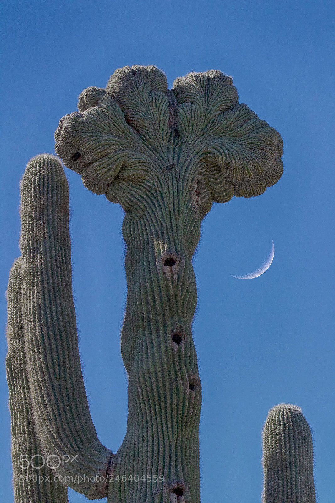 Canon EOS 1300D (EOS Rebel T6 / EOS Kiss X80) sample photo. Crested saguaro photography