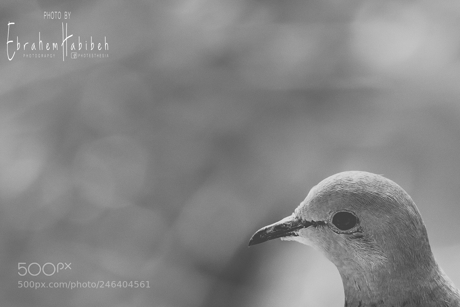 Nikon D810 sample photo. Untitled photography