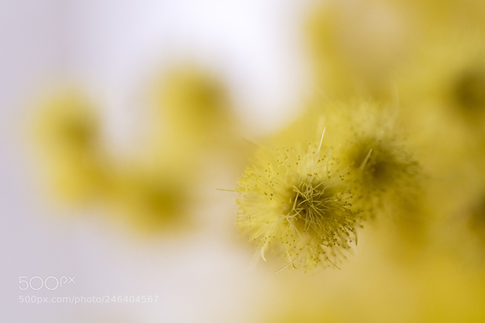 Nikon D7100 sample photo. Mimosa photography