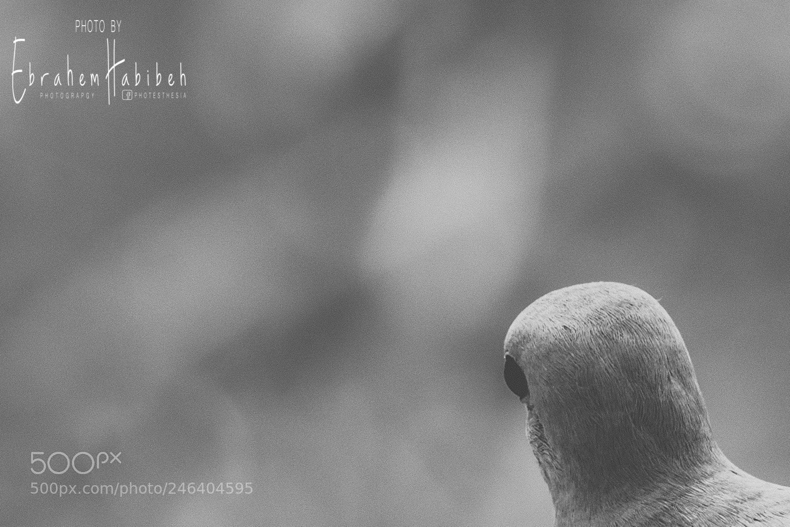 Nikon D810 sample photo. Untitled photography