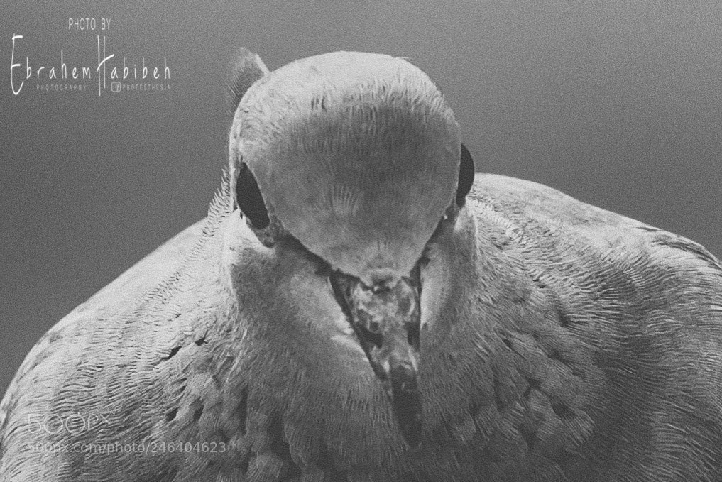 Nikon D810 sample photo. Untitled photography