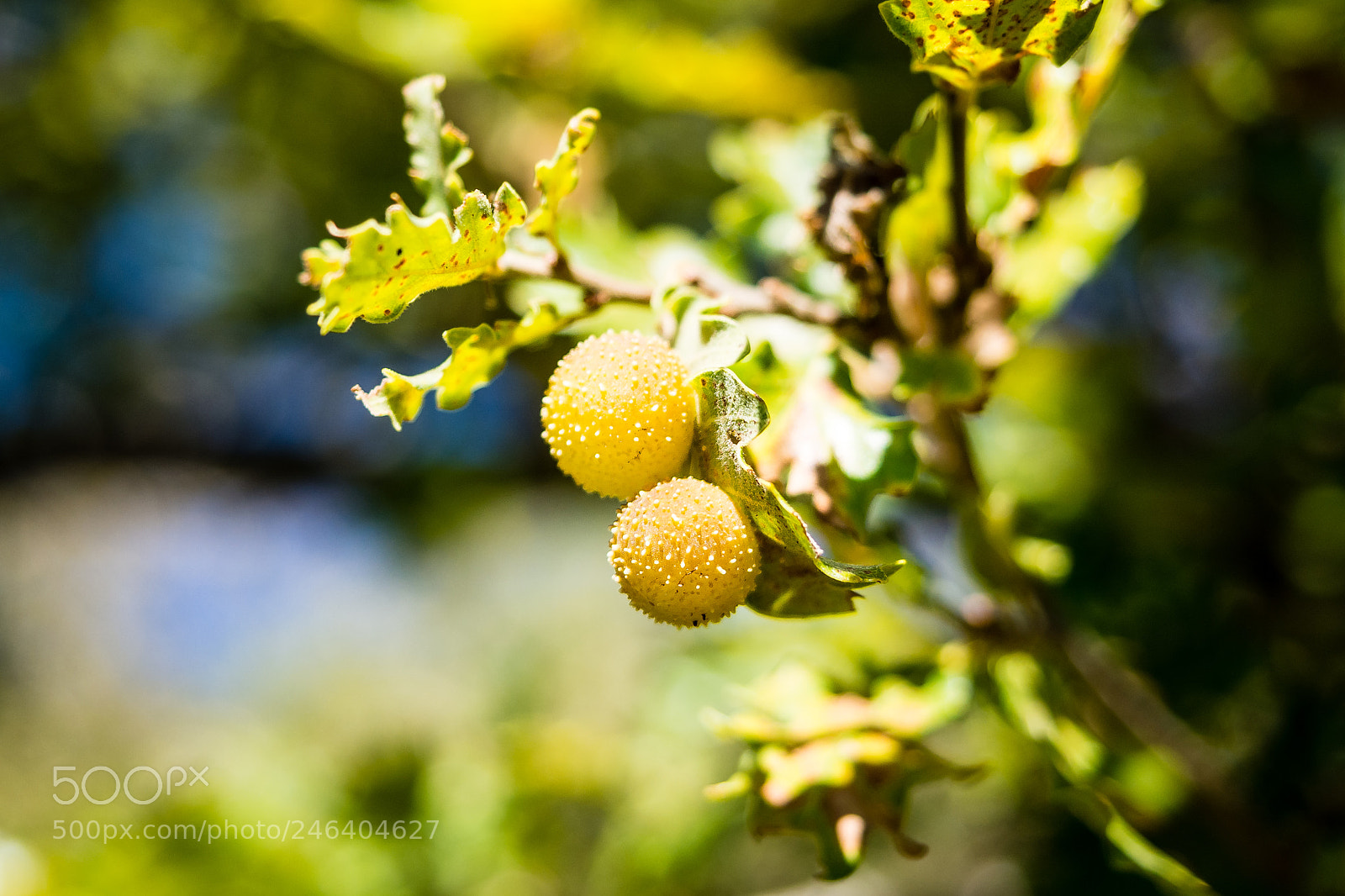 Olympus OM-D E-M5 sample photo. Tree fruits photography