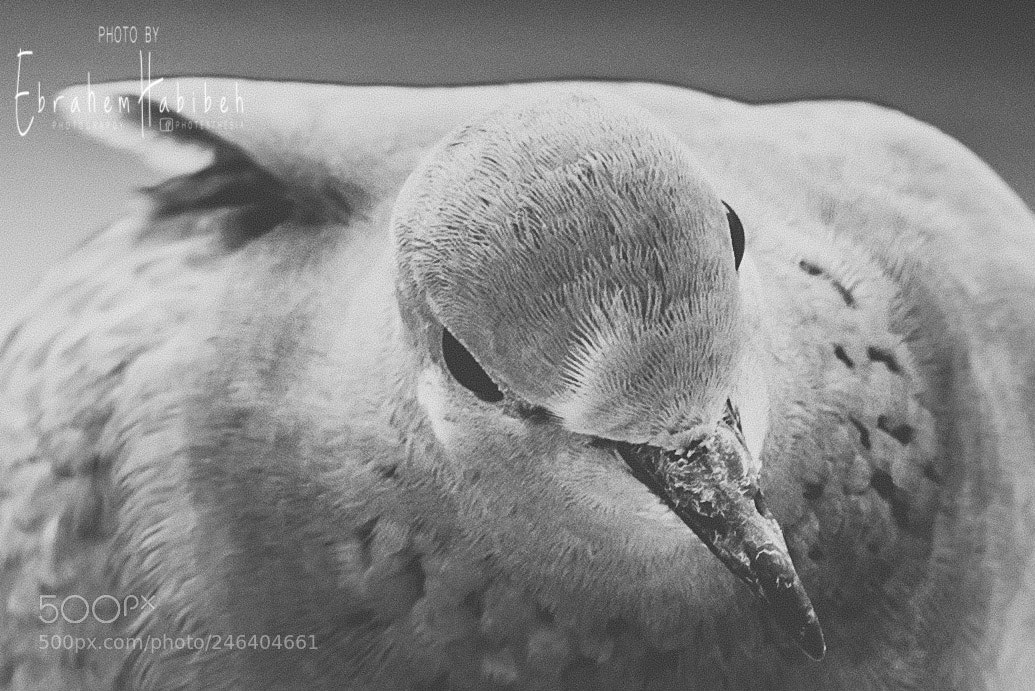 Nikon D810 sample photo. Untitled photography