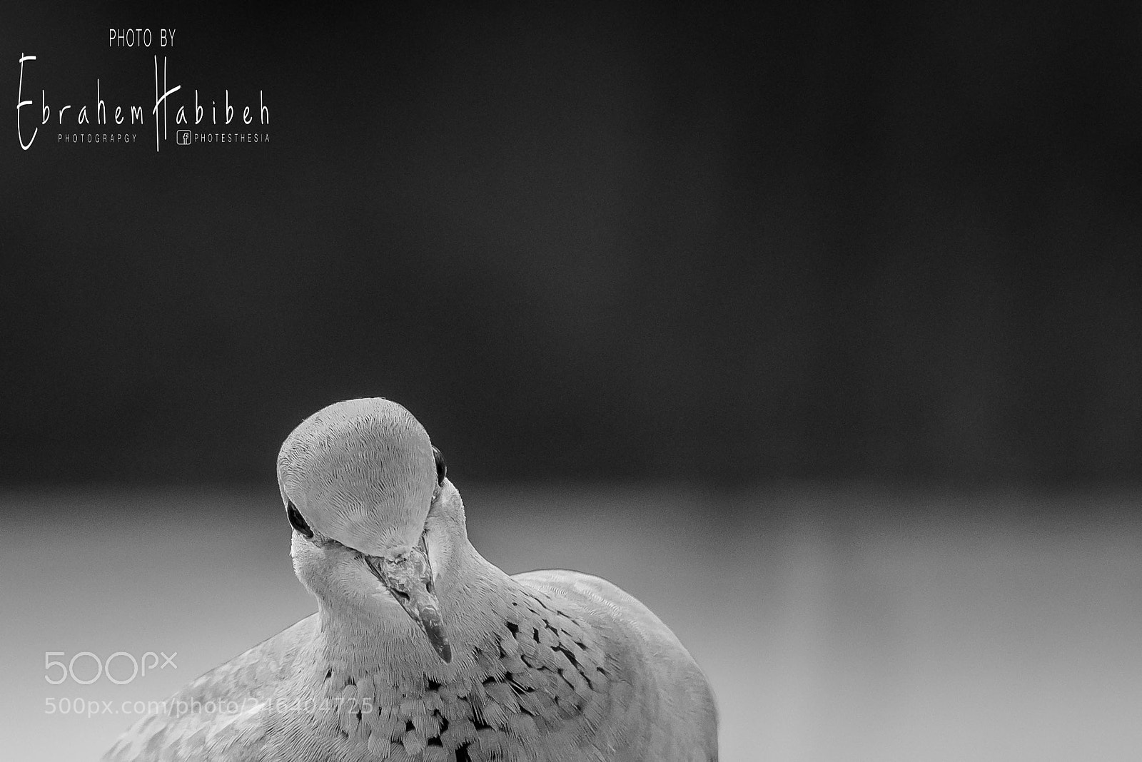 Nikon D810 sample photo. Untitled photography