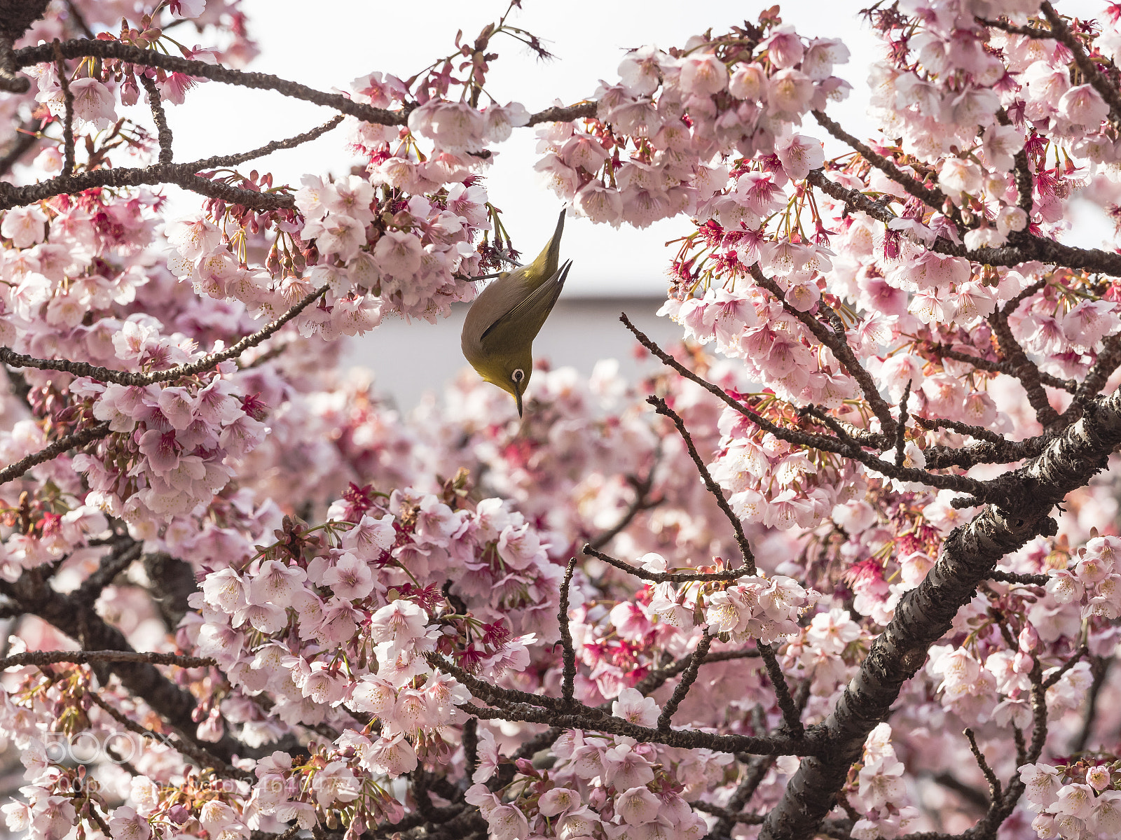 Olympus PEN-F sample photo. Spring is told, but photography