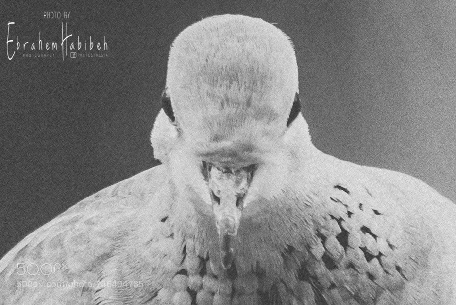 Nikon D810 sample photo. Untitled photography