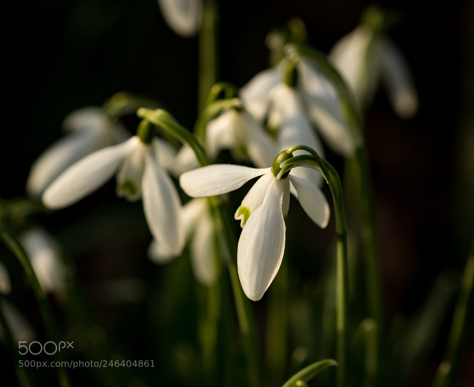 Fujifilm X-T2 sample photo. Snowdrops photography