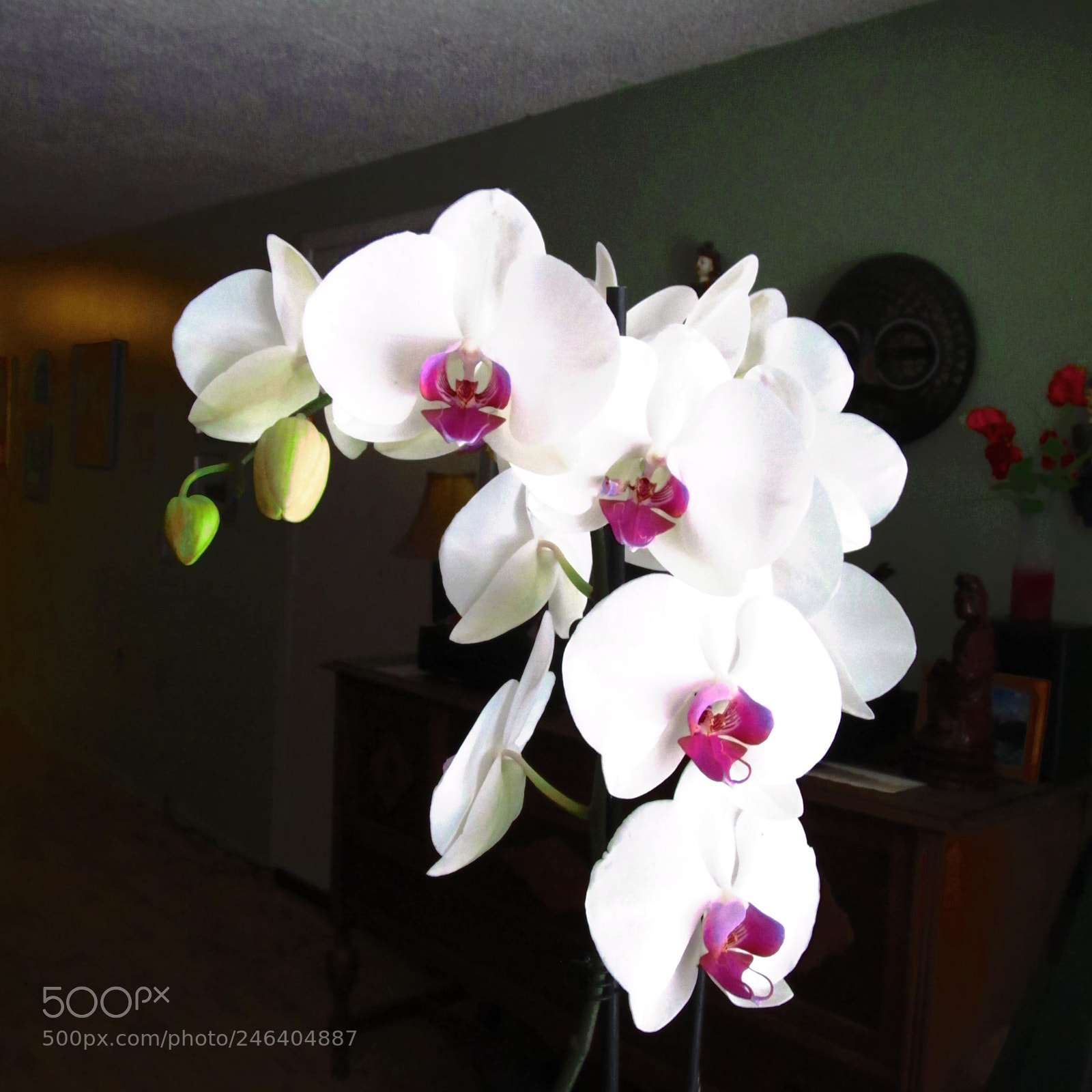 Canon PowerShot SX150 IS sample photo. White light photography